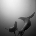 Protect What You Love-Dedicate a Gift to Heal the Bay for Valentine's Day